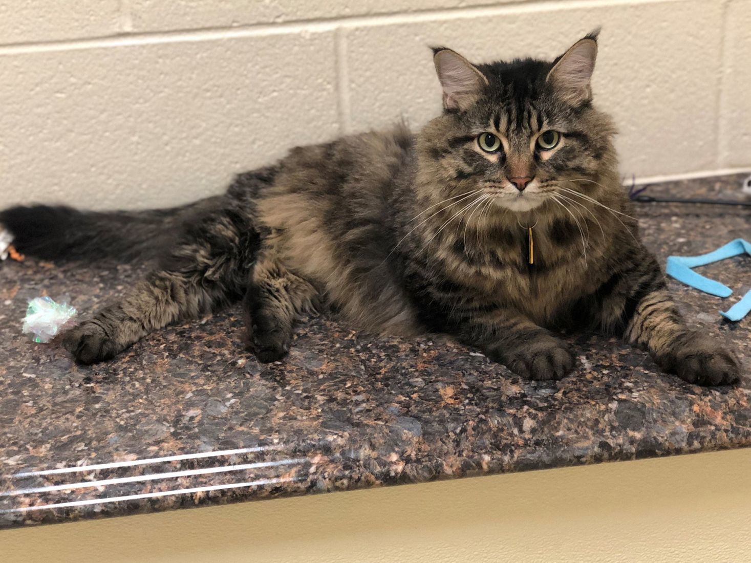 Last week's pet, still available: Muffin